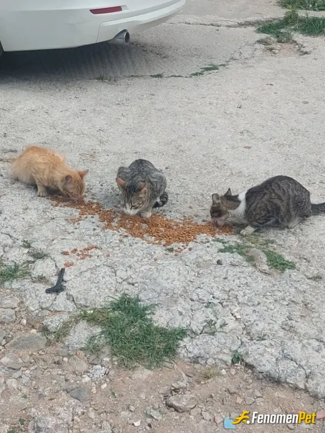 Sokak hayvanı besleme: Her hafta düzenli olarak mama alıp beslerim