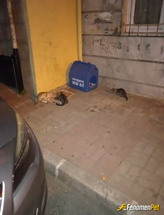 Sokak hayvanı besleme: #Fenomenpet sokak hayvanlarını seviyorum ve her gün besliyorum