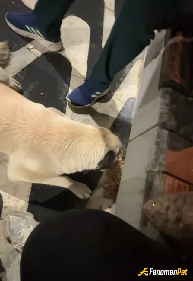 Sokak hayvanı besleme: Kendi yavrum için aldığım mama sokaktaki cana kısmetmiş🥰