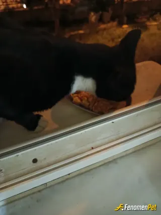 Sokak hayvanı besleme: Her gün pencereme geliyorlar öyle besliyorum😌