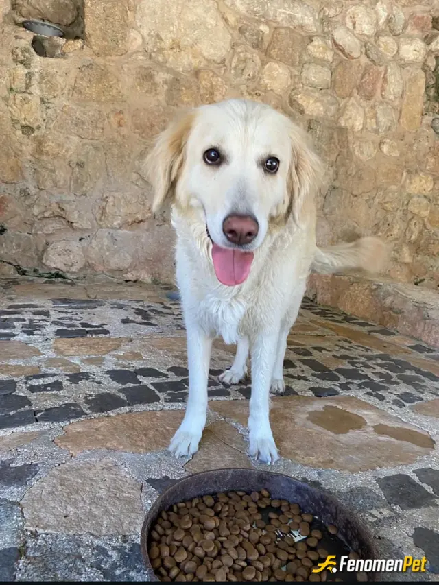 Sokak hayvanı besleme: Kendimde 2 köpek bakıyorum zaten, düzenli olarak hayvanlara kuru mama yaş mama veririm.