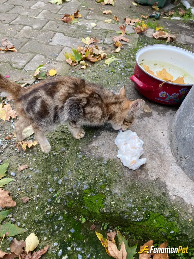 Sokak hayvanı besleme: Herkes patili dostlarımıza bir kap yemek versin lütfen.