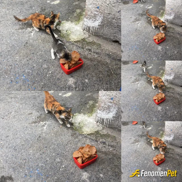 Sokak hayvanı besleme: Bugun ki menümüz et Rosso 🥩 tek pati dostumuz geldi sonra diğer küçük pati dostlar katıldı afied olsun 🐾 
#