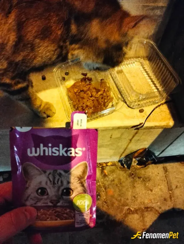Sokak hayvanı besleme: Geçenlerde bu güzellik migros önünde bekliyordu, aç olduğu belliydi içeri girip benle mama aldırdı :)