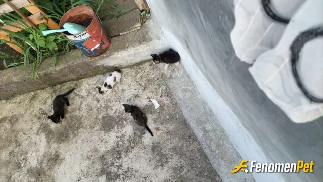 Sokak hayvanı besleme: Bahçemizin küçükleri hep açlar