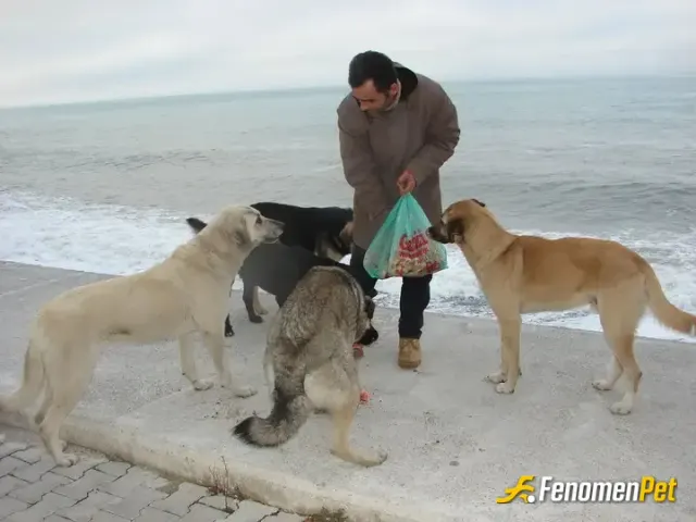 Sokak hayvanı besleme: Herkes yapmalı