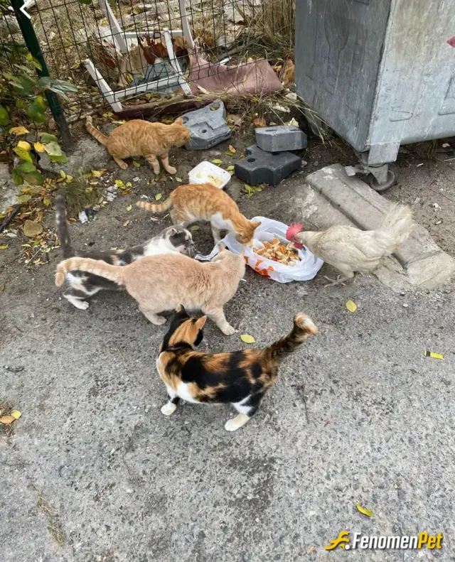 Sokak hayvanı besleme: 🤍