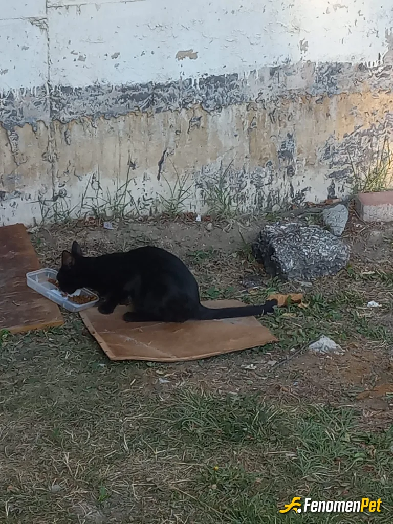 Sokak hayvanı besleme: #Fenomenpet Fenomenbet Pati Dostu