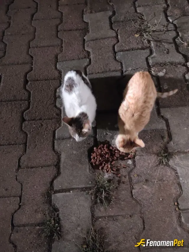 Sokak hayvanı besleme: 🐱