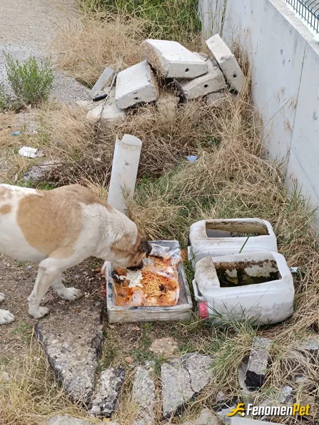 Sokak hayvanı besleme: Fabrikamızda artan yemekleri onlara veriyoruz bazen de süt alıp veriyoruz