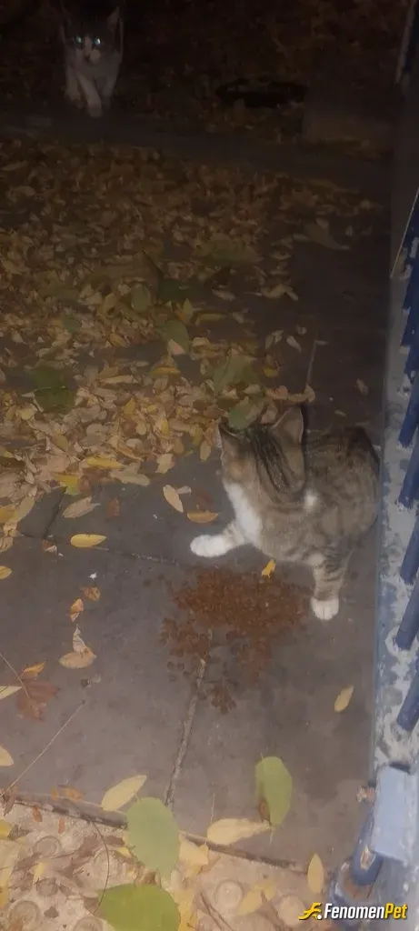 Sokak hayvanı besleme: Kullanıcı adı : Memacit02
Sokak hayvanlarını 500 tl için değil can oldukları için hep beklemeliyiz.