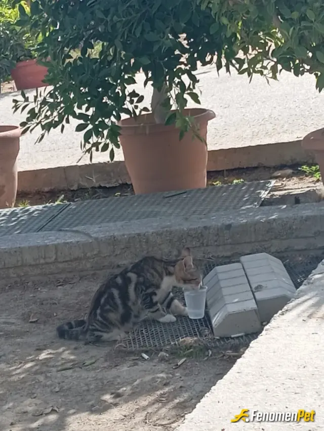Sokak hayvanı besleme: Sürekli karşılaştığım ve bana ilgisi ve dikkatini çekmeye çalıştığı Allah'ın dilsiz kulu işte ismini vodka koy