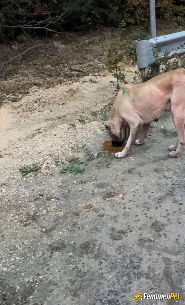 Sokak hayvanı besleme: Köylerde yol ortasına bırakılmış yemek bulamayan köpekleri besliyorum umarım hakını alır