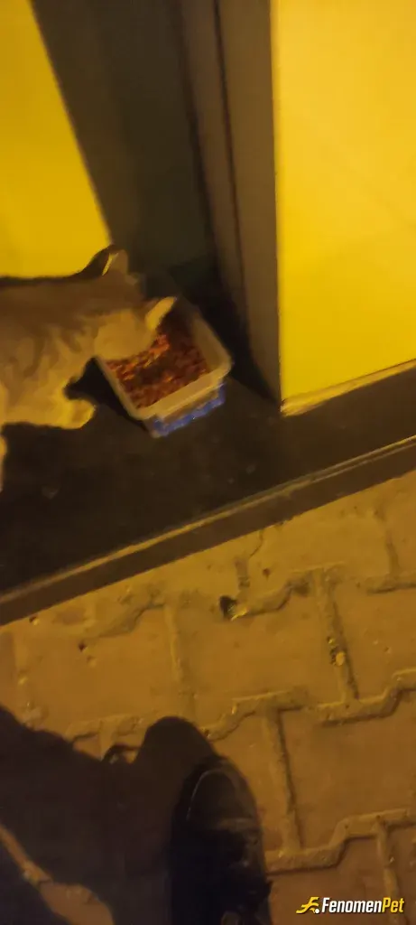 Sokak hayvanı besleme: Zaten herzaman mamadan evde bulundururum ara ara bi miktar alırım yanıma evden çıkarken birazda su ile birlikt