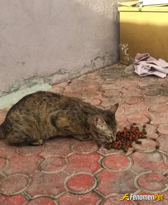 Sokak hayvanı besleme: Sevgi dolu