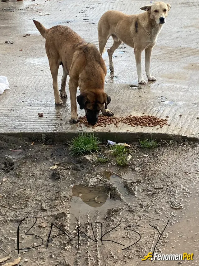 Sokak hayvanı besleme: #Fenomenpet #FenomenpetPatiDostu Her zaman yardım ediyorum, elimde bulundurduğum mamadan köşeye gelen köpekler