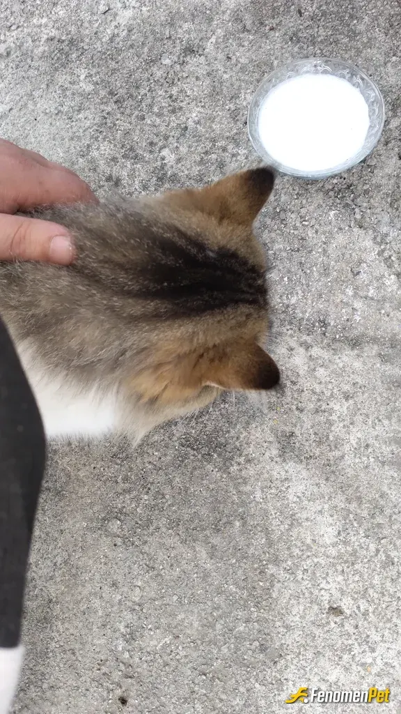 Sokak hayvanı besleme: Bu kedi dostum her gün burada 😍😻😻😻 ona her şey veriyorum süt mama tavuk sucuk herşey yiyor güzel kedi 🐈😻