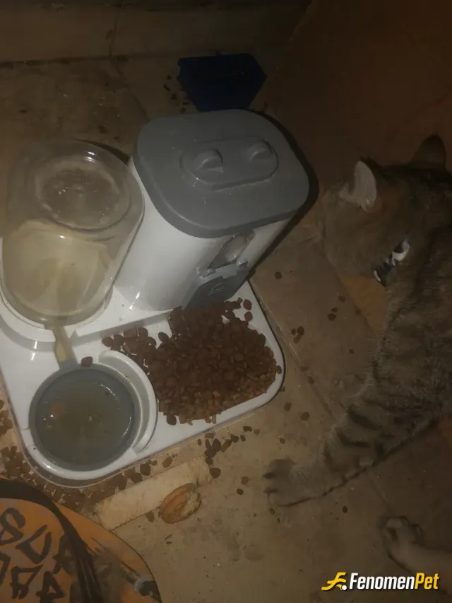 Sokak hayvanı besleme: Onlar doyarsa hayat güzelleşir