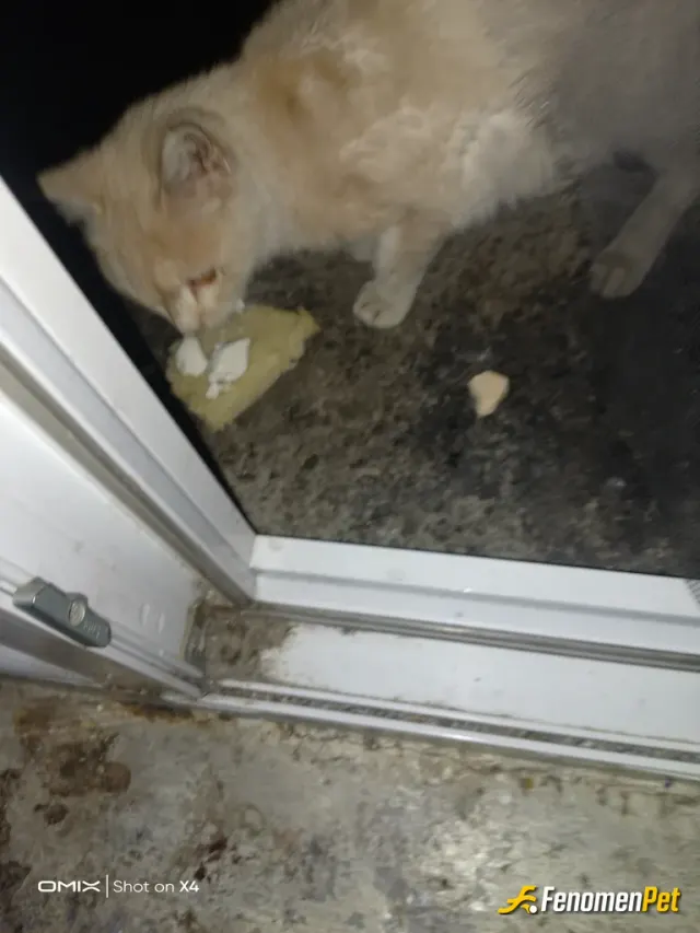Sokak hayvanı besleme: Mama yoktu peynir verebildim:)
