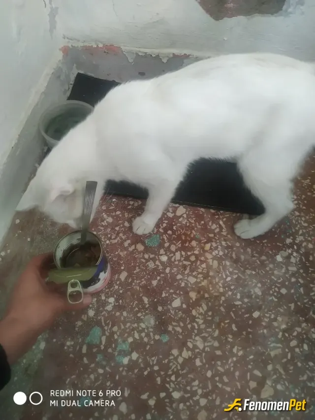 Sokak hayvanı besleme: Ona balkonda yer yaptım purina Felix mama ile her gün beslenmesini sagliyorum