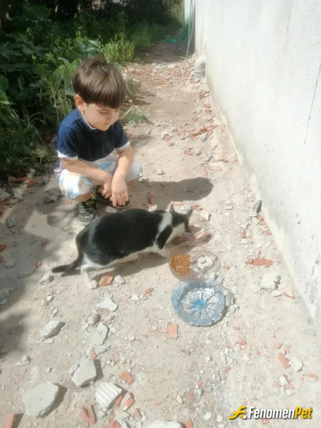 Sokak hayvanı besleme: Yeğenimle penceremize gelen masum kediyi besledik, iyi insan olmakla başlar her güzel şey