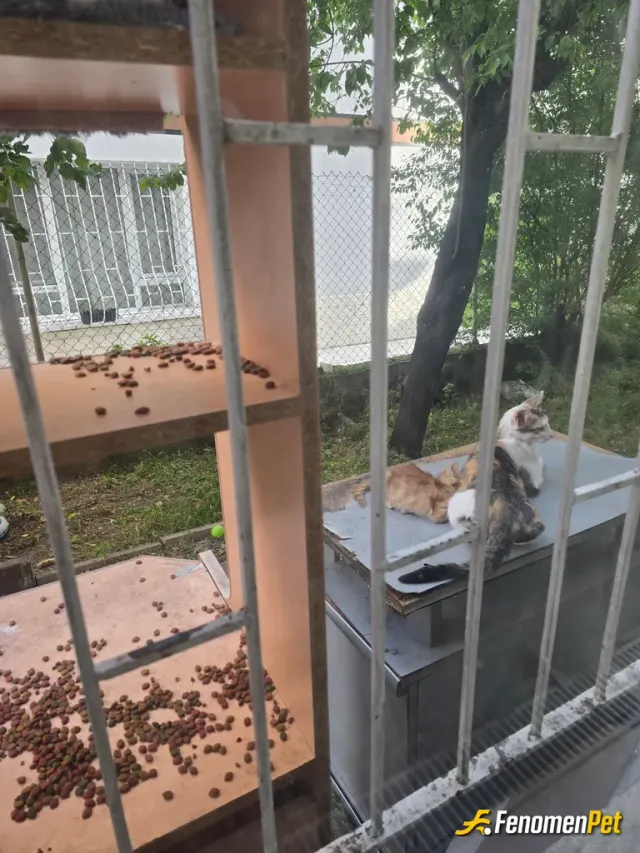 Sokak hayvanı besleme: Bahçemin kedi üyelerinden yalnızca ikisi. Yüzsüz ve balım  :) dolaplardan yapmış olduğumuz barınma ve her gün 
