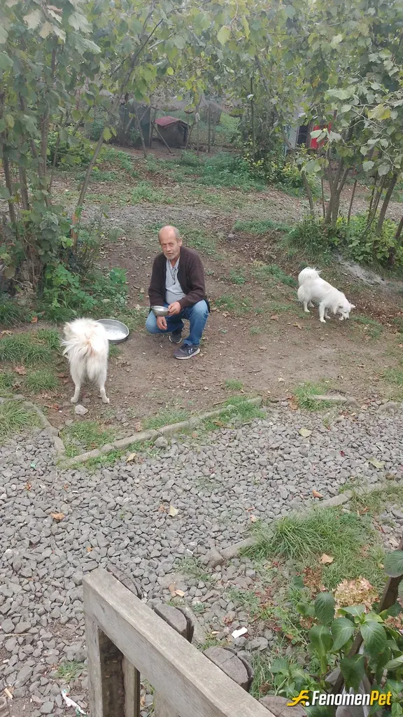 Sokak hayvanı besleme: Hayvanlari seviyorum