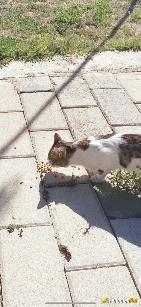 Sokak hayvanı besleme: Sokak kedilerine kedi maması vererek