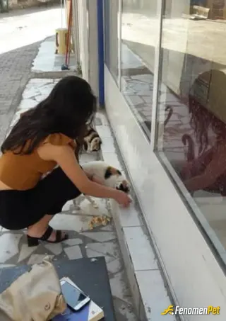 Sokak hayvanı besleme: Patili dostlarımızı unutmayalım fenomenpete desteklerinden için teşekkür ederim