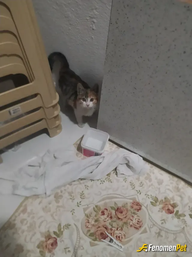 Sokak hayvanı besleme: Yağmurda sokakta buldum yalnız aç birazda korkmuştu, şuan temiz tok ve huzurlu sütlacımız 🦋❤️😺😽