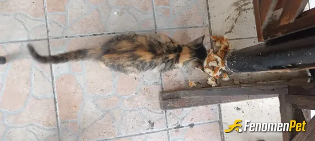 Sokak hayvanı besleme: Sokakta karşılaştım yemek verdim minik dostumuza ❤️