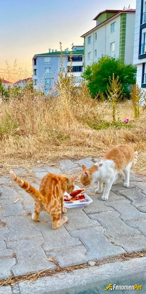Sokak hayvanı besleme: Evde ayıklanan tavuk ve et parçalarını çöpe değil ayırdık ve bunlara kedilerin rahat ulaşmasını sağladık ..