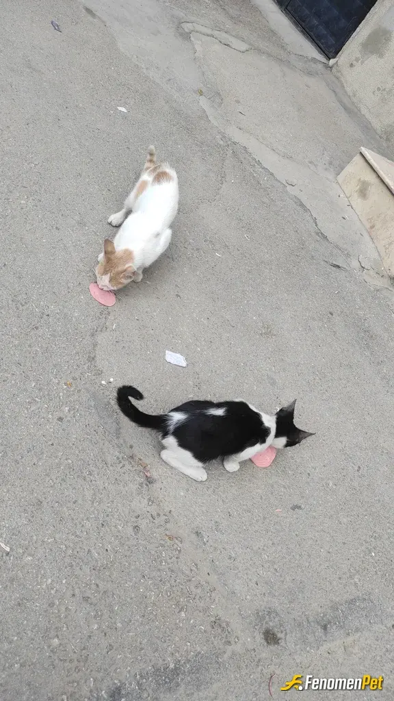 Sokak hayvanı besleme: Salam çok seviyorlar