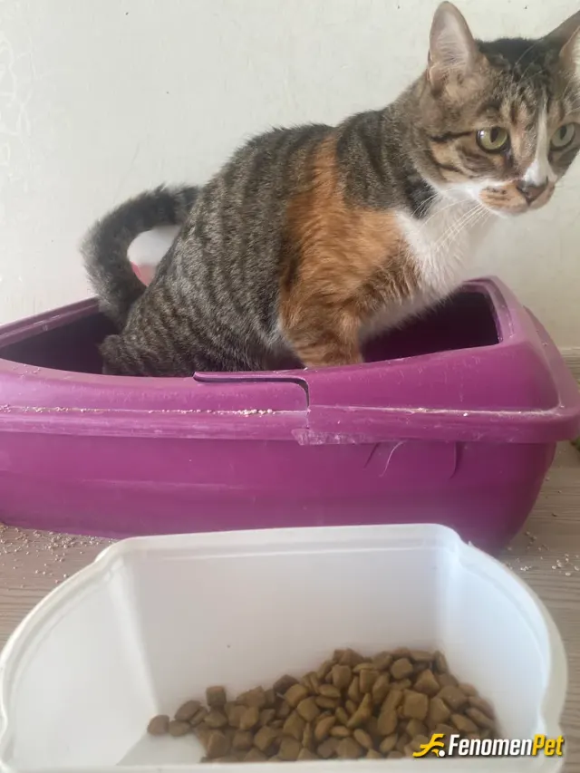 Sokak hayvanı besleme: İş yerimin sokağındaki kedi 3 yıldır besliyorum kumu bile var 🙏