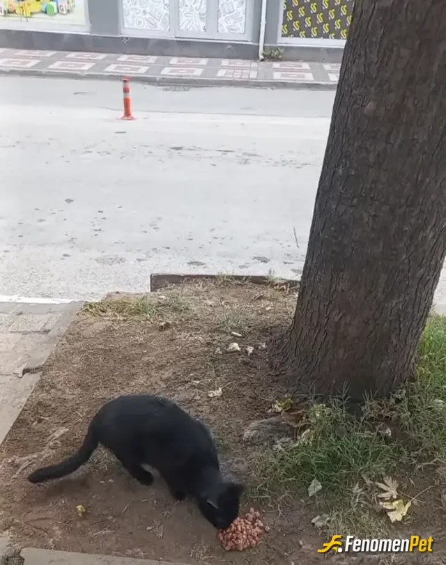 Sokak hayvanı besleme: Hayvanlarinsevmeyeninsanlardanuzakdurun