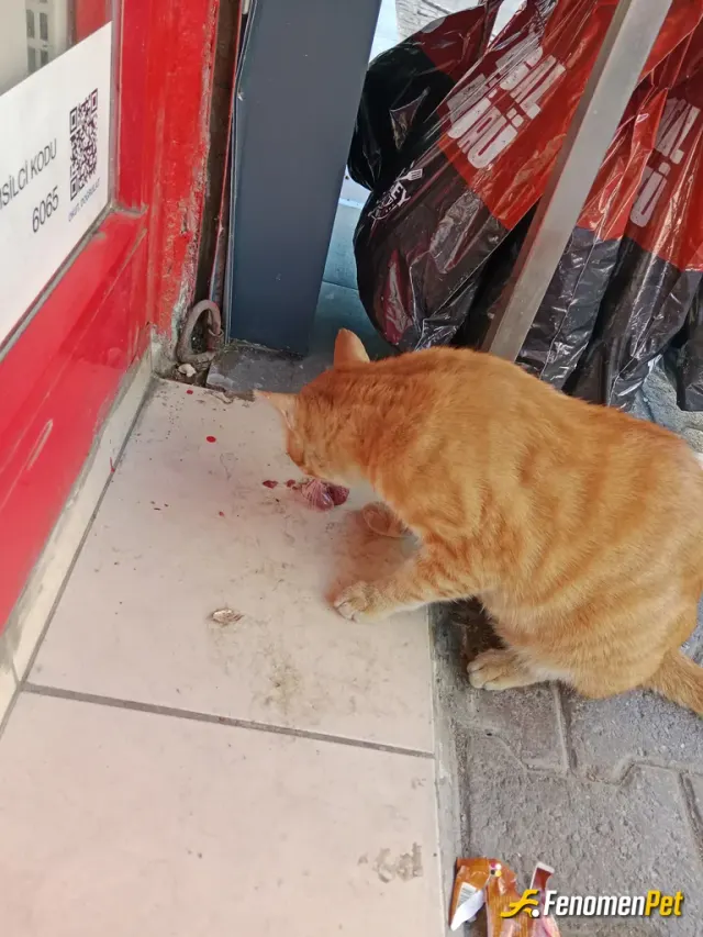 Sokak hayvanı besleme: Pati dostu fenomenpet