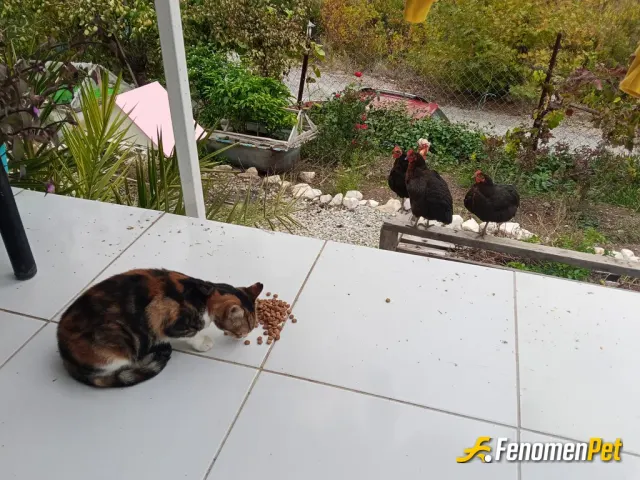 Sokak hayvanı besleme: doğayı sev yaşamı koru...