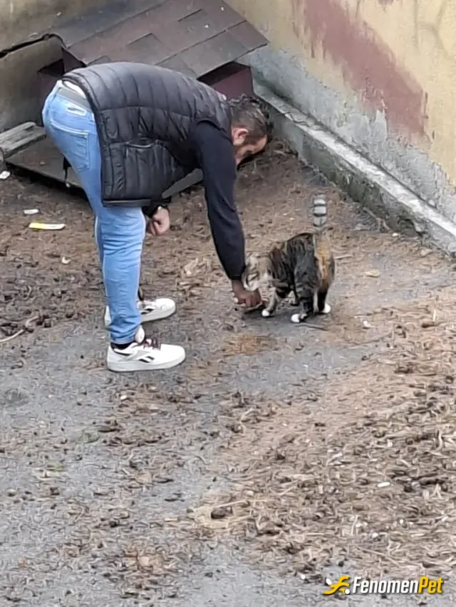 Sokak hayvanı besleme: Mahallemizin kedilerinden mamasını aldığında tesekkur etmeyi ihmal etmez;))
#Fenomenpet#Pati Dostu