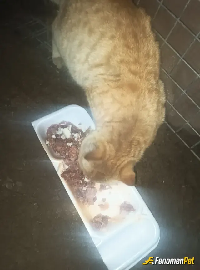 Sokak hayvanı besleme: Onları sevmek için sebebe gerek yok.