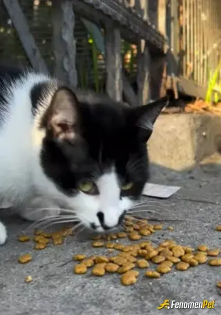 Sokak hayvanı besleme: #Pet
#Fenomen
#Fenomenpet