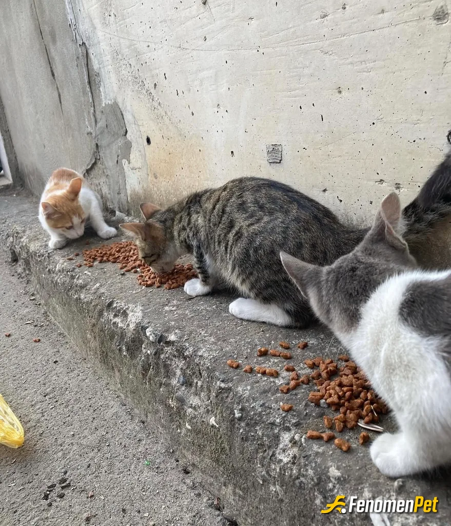 Sokak hayvanı besleme: Sokaktaki canlara can olalım #FENOMENPET