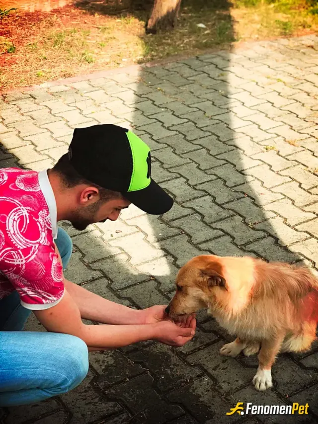 Sokak hayvanı besleme: 😊