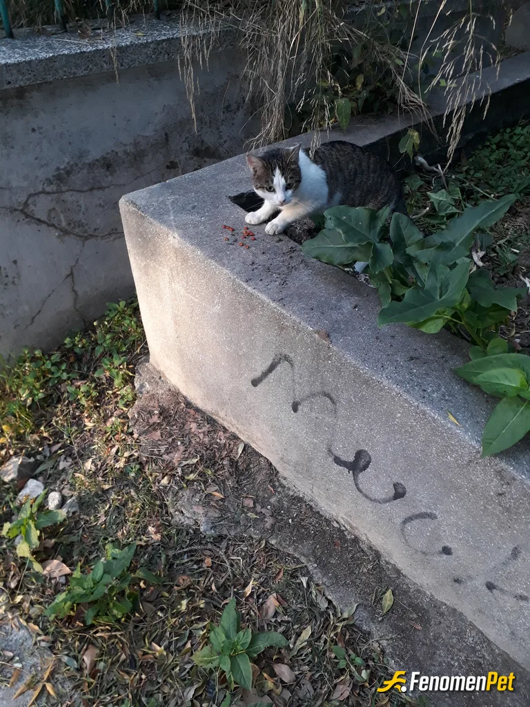 Sokak hayvanı besleme: Gunaydinlar fenobet ailesi.