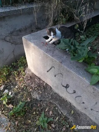 Sokak hayvanı besleme: Gunaydinlar fenobet ailesi.