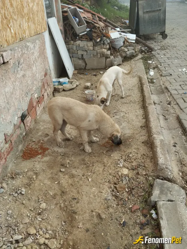 Sokak hayvanı besleme: Sokagimdaki tüm kedi köpeklere elimden geldiğince hergun mama veriyorum