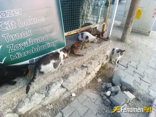 Sokak hayvanı besleme: Hepsi benim bebeklerimm, her gün böyle ekip olarak bekliyorlar beni ❤️
#Fenomenpet Fenomenbet Pati Dostu

#