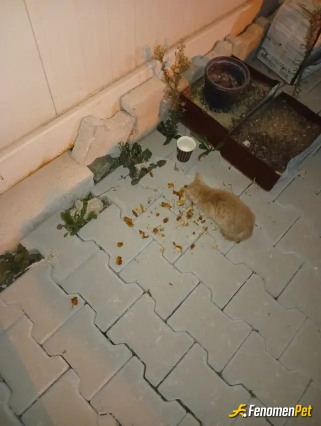 Sokak hayvanı besleme: Konteynirda yaşıyorum her gün besliyordum zaten onlarında bir canlı olduğunu unutmayalım:))