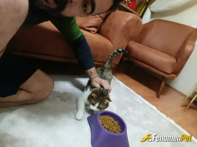 Sokak hayvanı besleme: Onlarda bir canlı onlarda bir anne baba