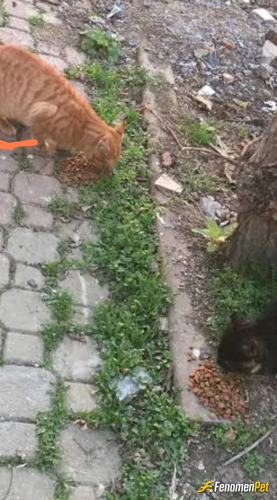 Sokak hayvanı besleme: Benim kediler