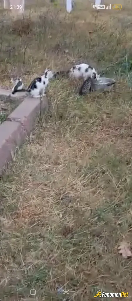 Sokak hayvanı besleme: Yavrulamıs  köyde orman da bulup evin yanına getirdik😁